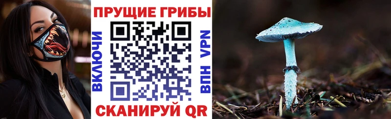 мега зеркало  Партизанск  Псилоцибиновые грибы Cubensis 